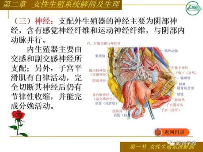 女性生理系统解剖讲解