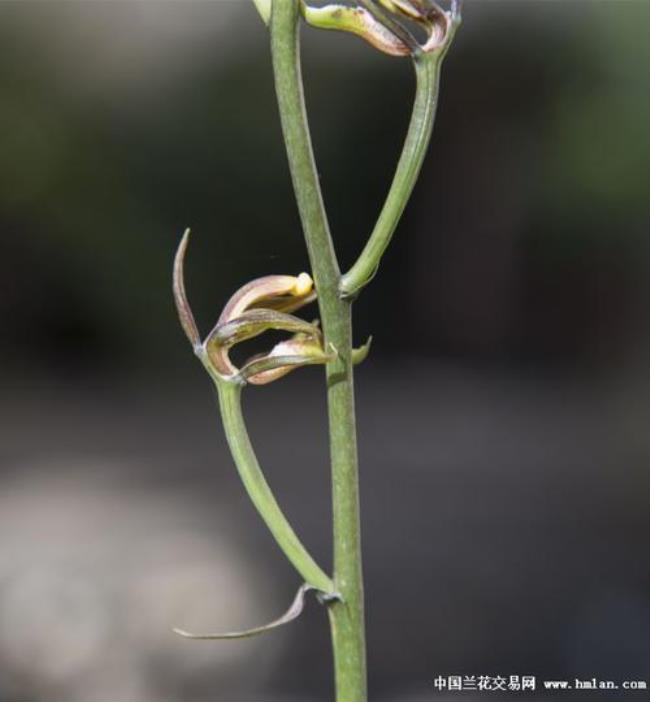 千手观音兰花优缺点