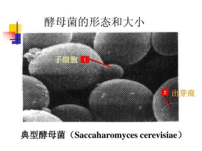 酵母菌的基本形态