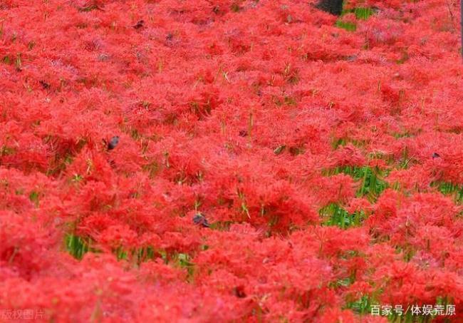 漫山遍野开满鲜花的成语