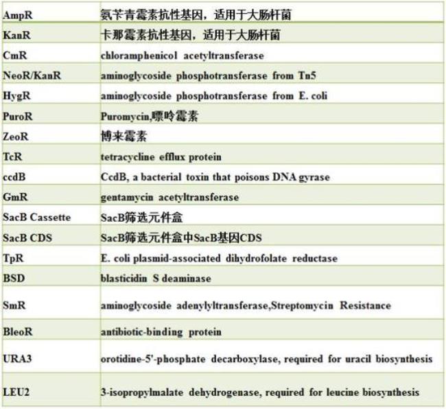 rbs是什么 生物