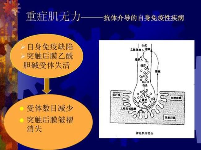 乙酰胆碱对骨骼肌的作用