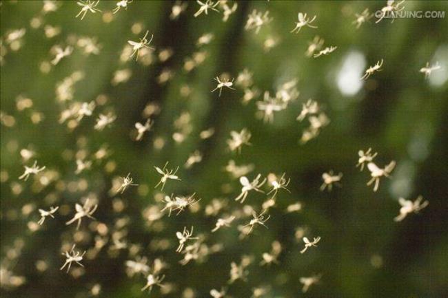 亚洲虎斑蚊分布