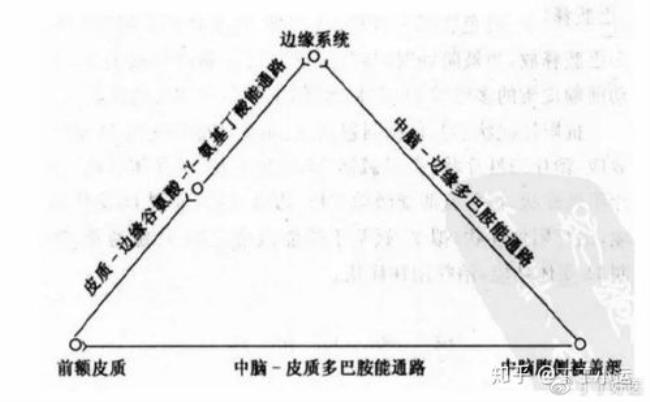 大脑奖励机制原理