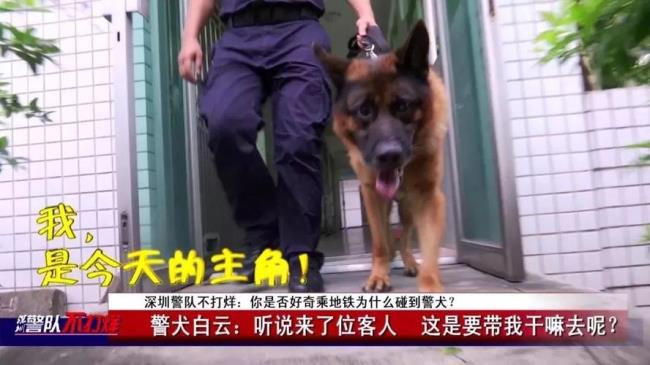 说一个人是警犬是什么意思