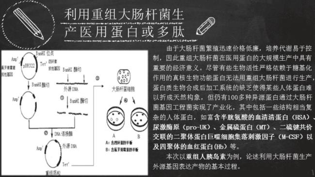 大肠杆菌的生长周期是多少