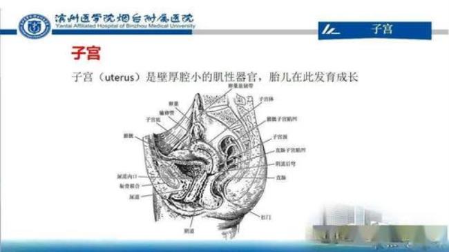 妇科生殖解剖讲解