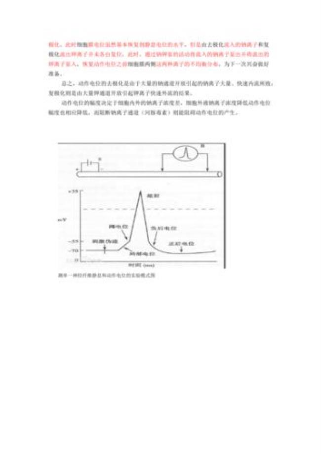 动作电位可扩布是什么意思