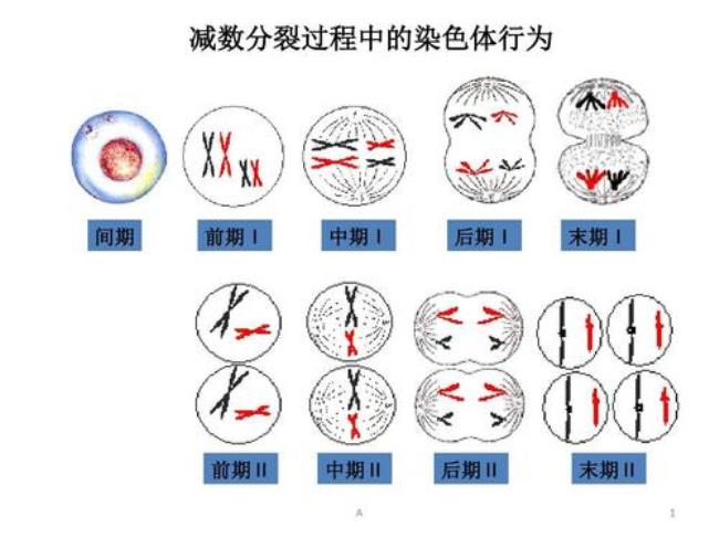 减数分裂是发生在什么时候