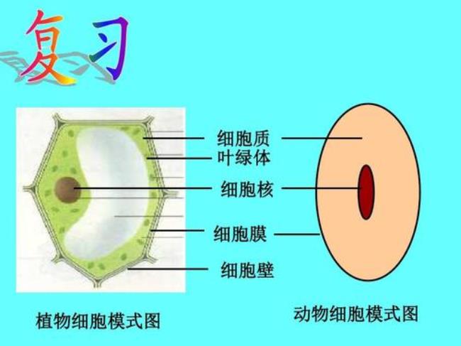 细胞连接结构的共同点是