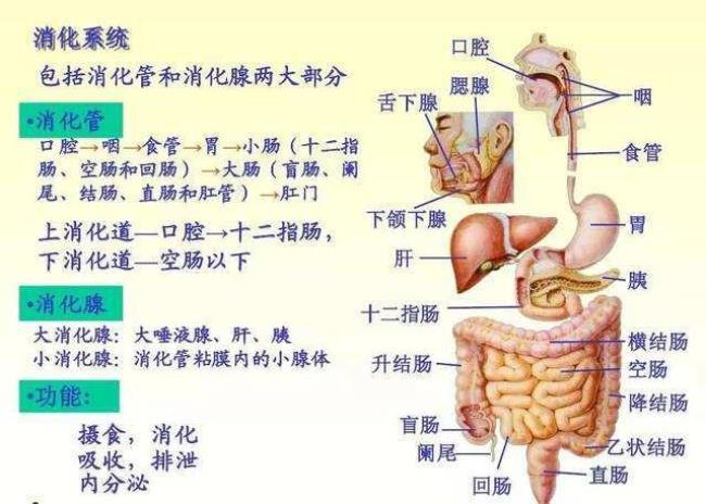 中医学的九大系统