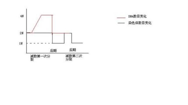 减数分裂核dna数目变化规律