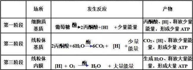 有氧呼吸无氧呼吸的比值