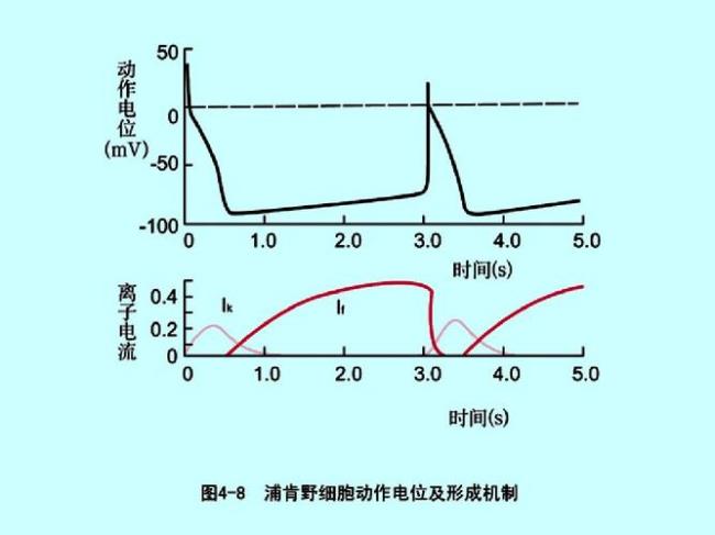 动作电位的大小与什么有关