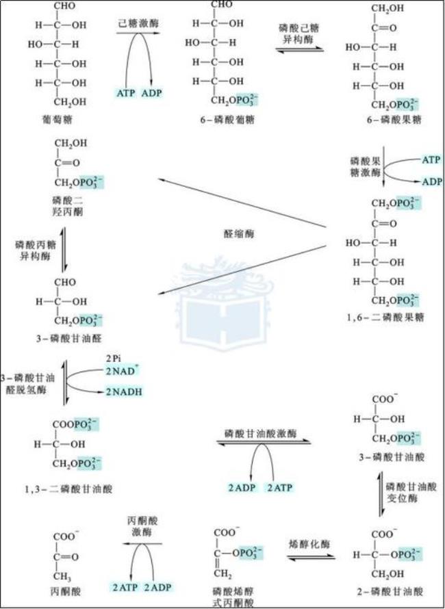 糖酵解反应过程的特点