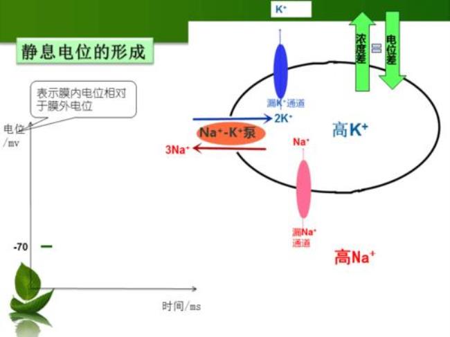 动作电位兴奋的节律是什么