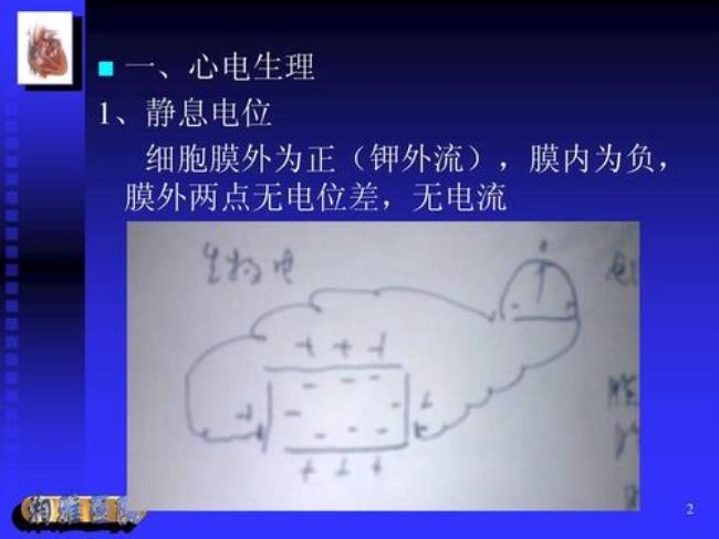 形成静息电位的主要离子机制是