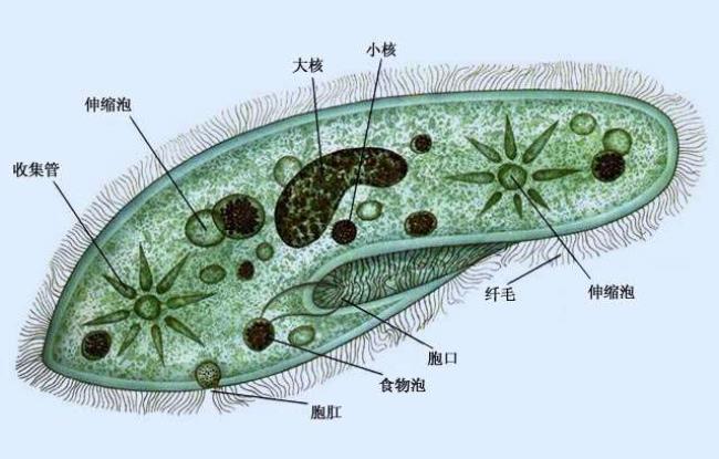 钟形虫和钟虫是一种生物吗