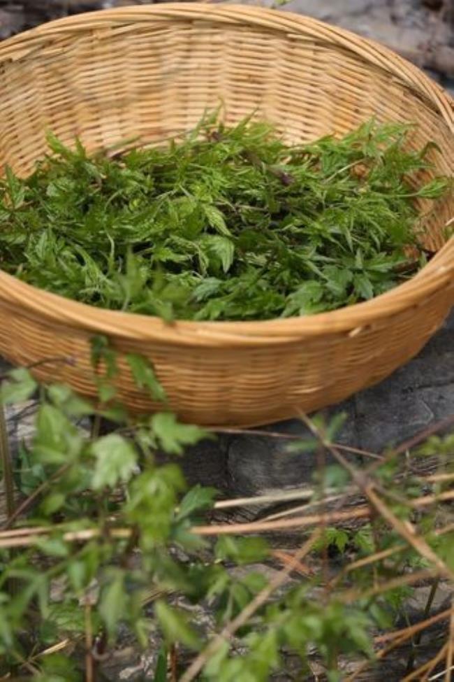 北京门头沟挖野菜地点