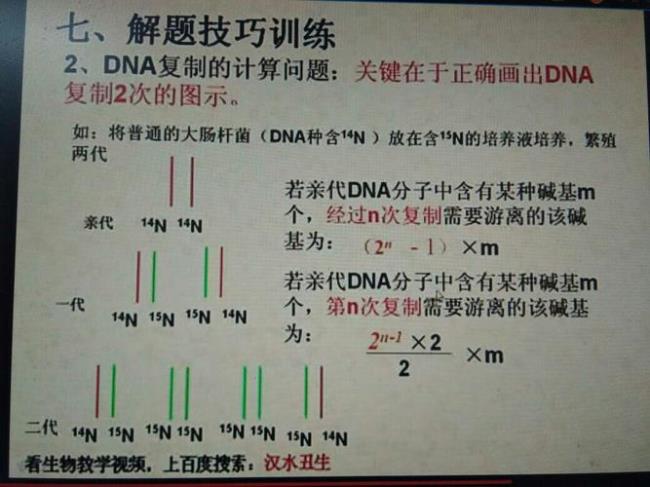 dna复制所需的碱基哪来的