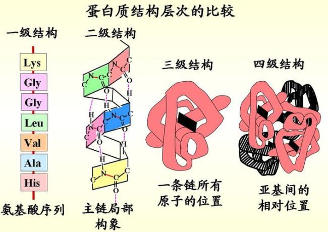 二级结构有几条多肽链