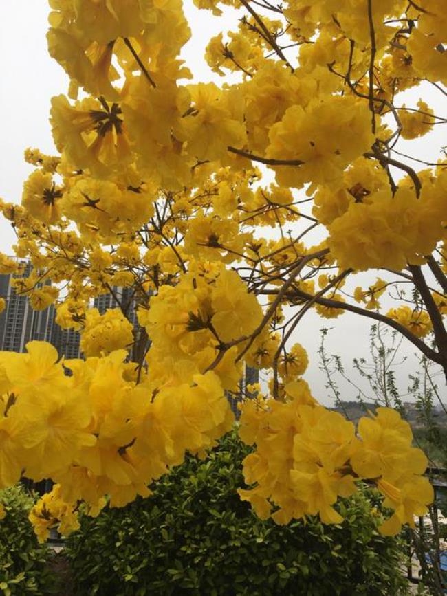 青秀山看黄铃花从哪个门进