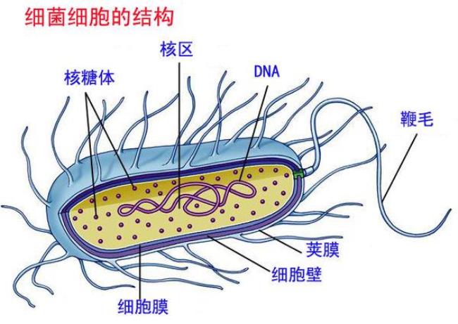 什么细胞质是没有细胞膜的