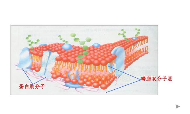 两层磷脂双分子层是如何排列