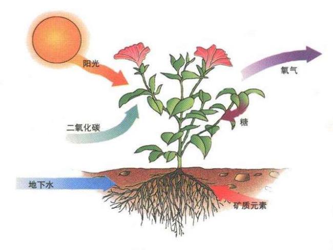 同化是什么意思同化是什么意思