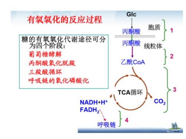 糖的有氧氧化和无氧氧化过程