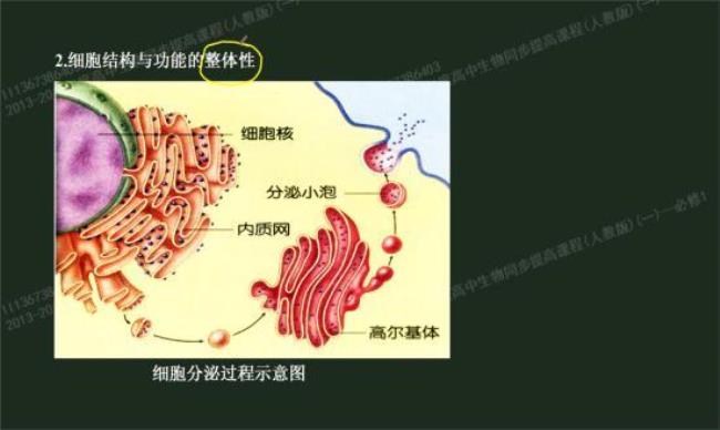 怎样区分高尔基体和内质网