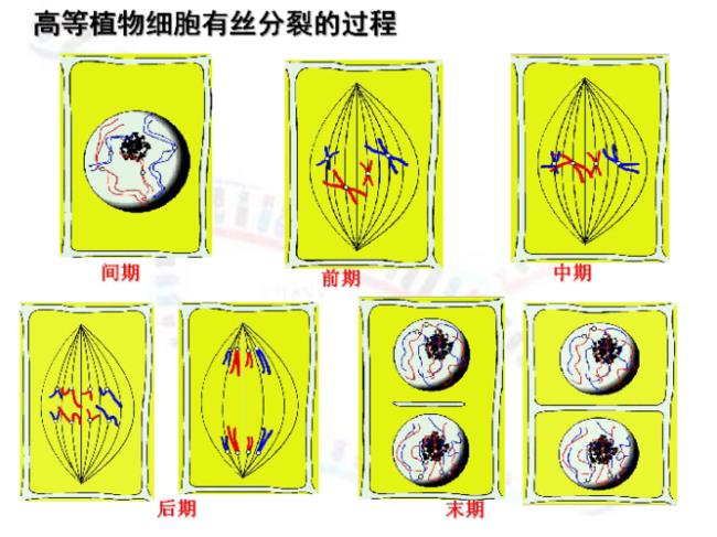 减数分裂的意义是什么