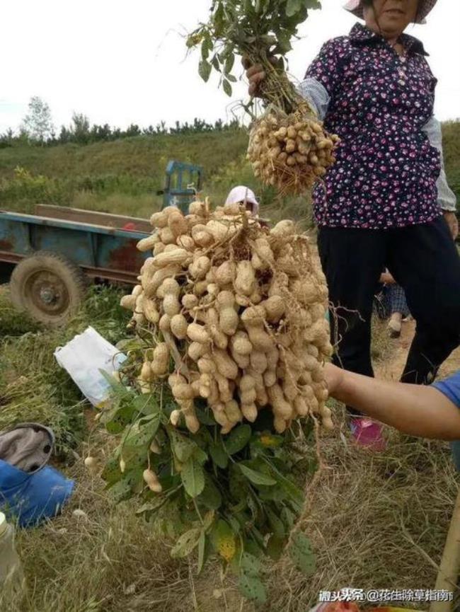 花生优良品种前十名