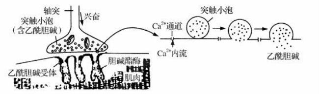 兴奋在突触间传递的速率