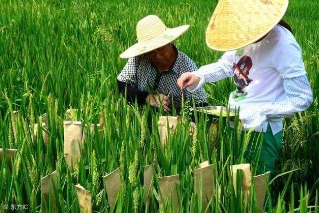 粮食生长周期