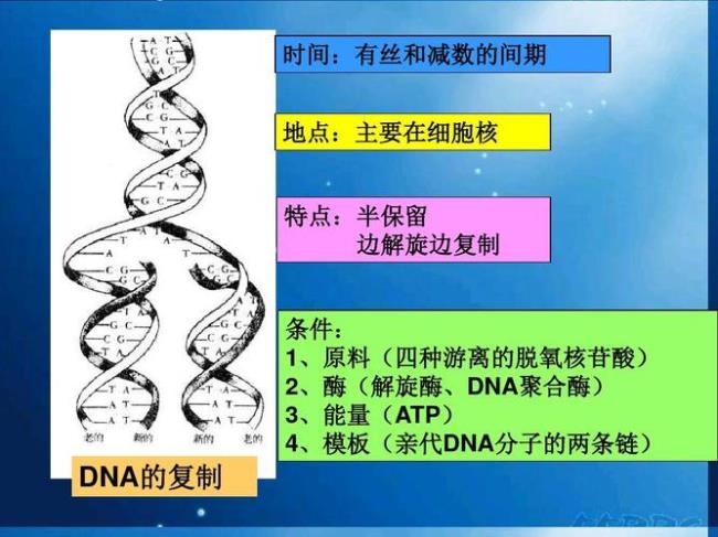 DNA复制特点有哪些