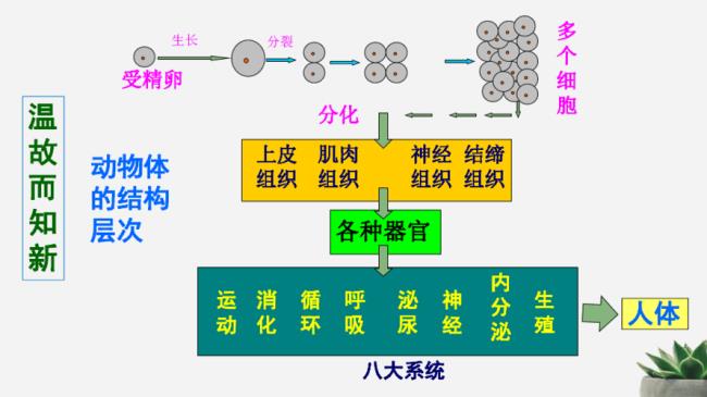 动物八大系统是啥