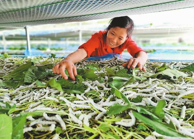 养蚕期间蚕中毒后的处理怎么做