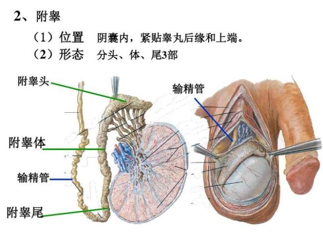 内生殖外生殖什么意思