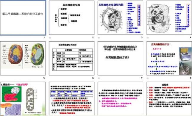 细胞核主要结构模式图