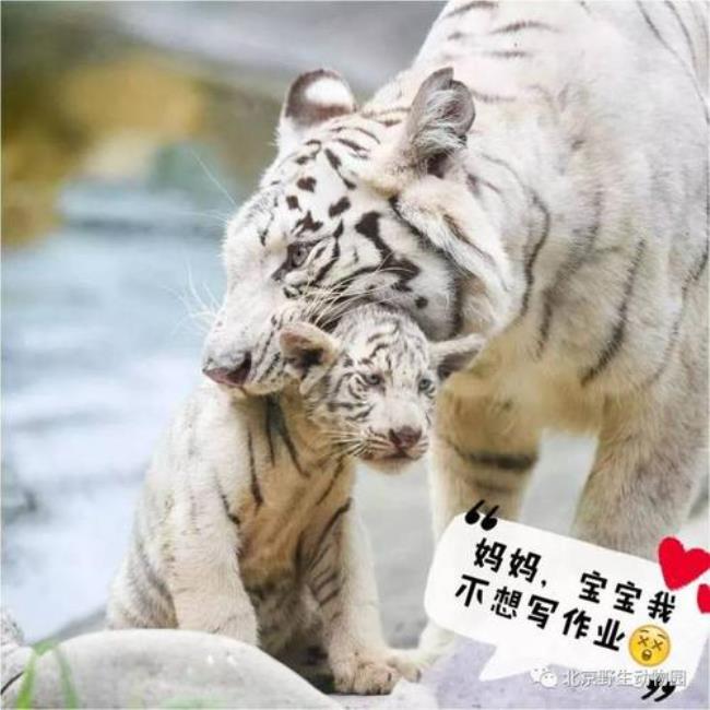 为什么老虎不吃婴儿