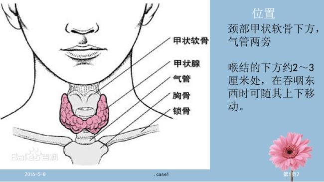 甲状腺的位置在哪儿