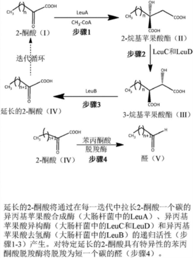 丙酮酸氧化脱羧酶的组成