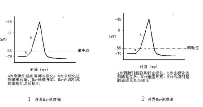 什么是静息电位和ek