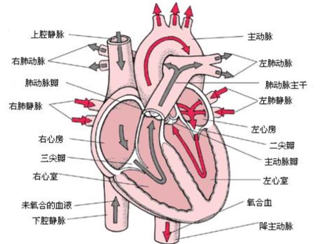 心脏下面是什么器官