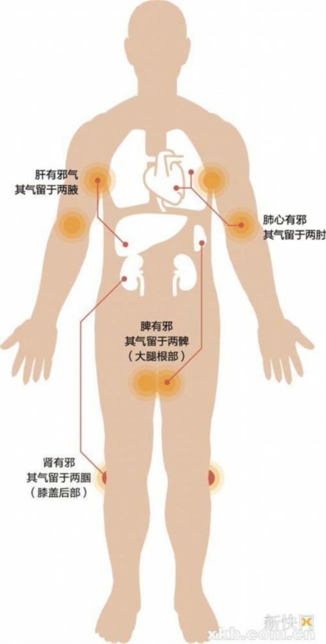 五脏六腑运作的先后顺序