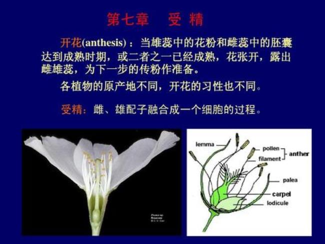 哪些因素影响植物的传粉和受精