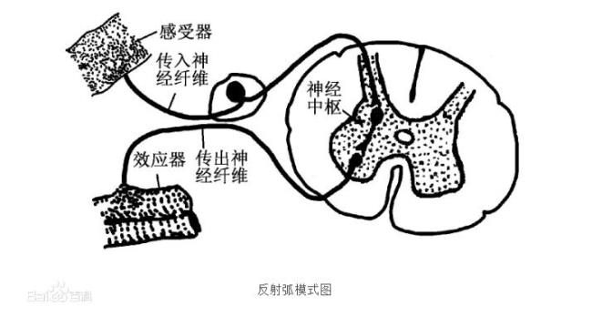 辐辏反射的反射弧