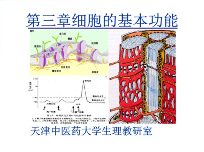 钠泵活动最重要的意义是什么