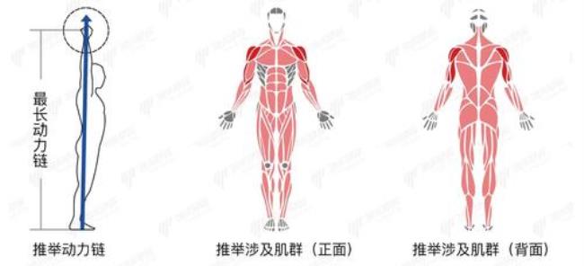 人体最长的肌是什么